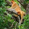 Kahau nosaty - Nasalis larvatus - Proboscis Long-nosed Monkey o7920